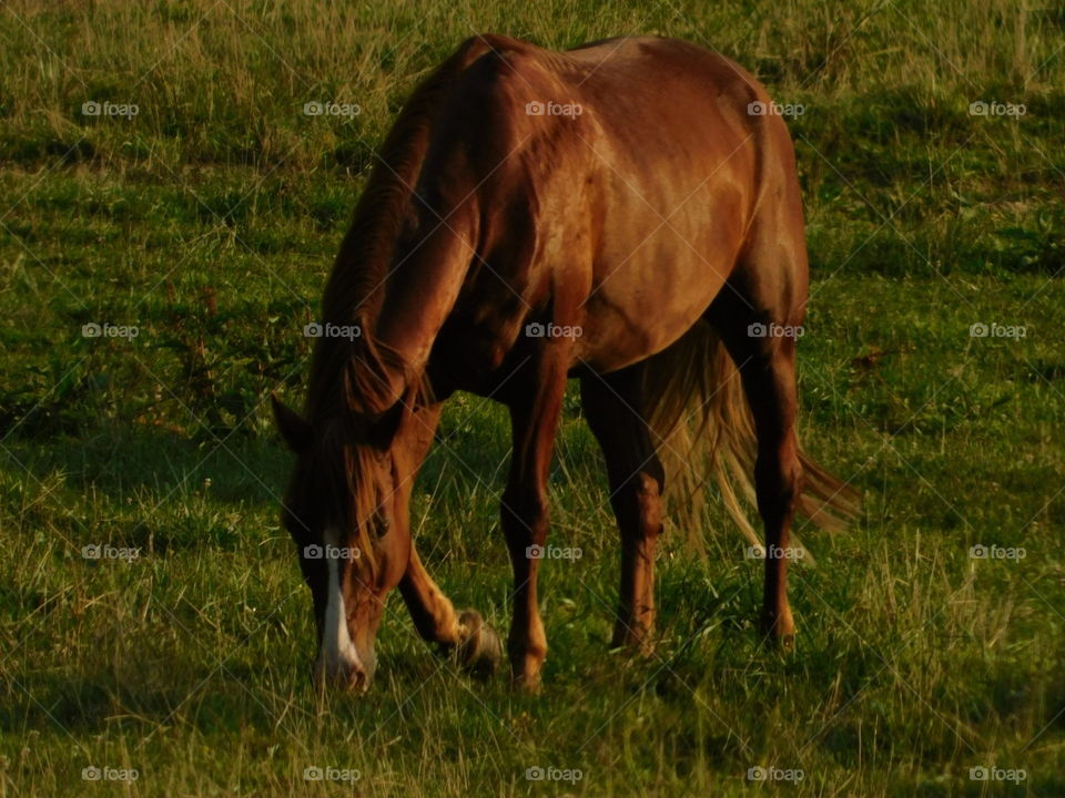 brown horse eating green grass in large field