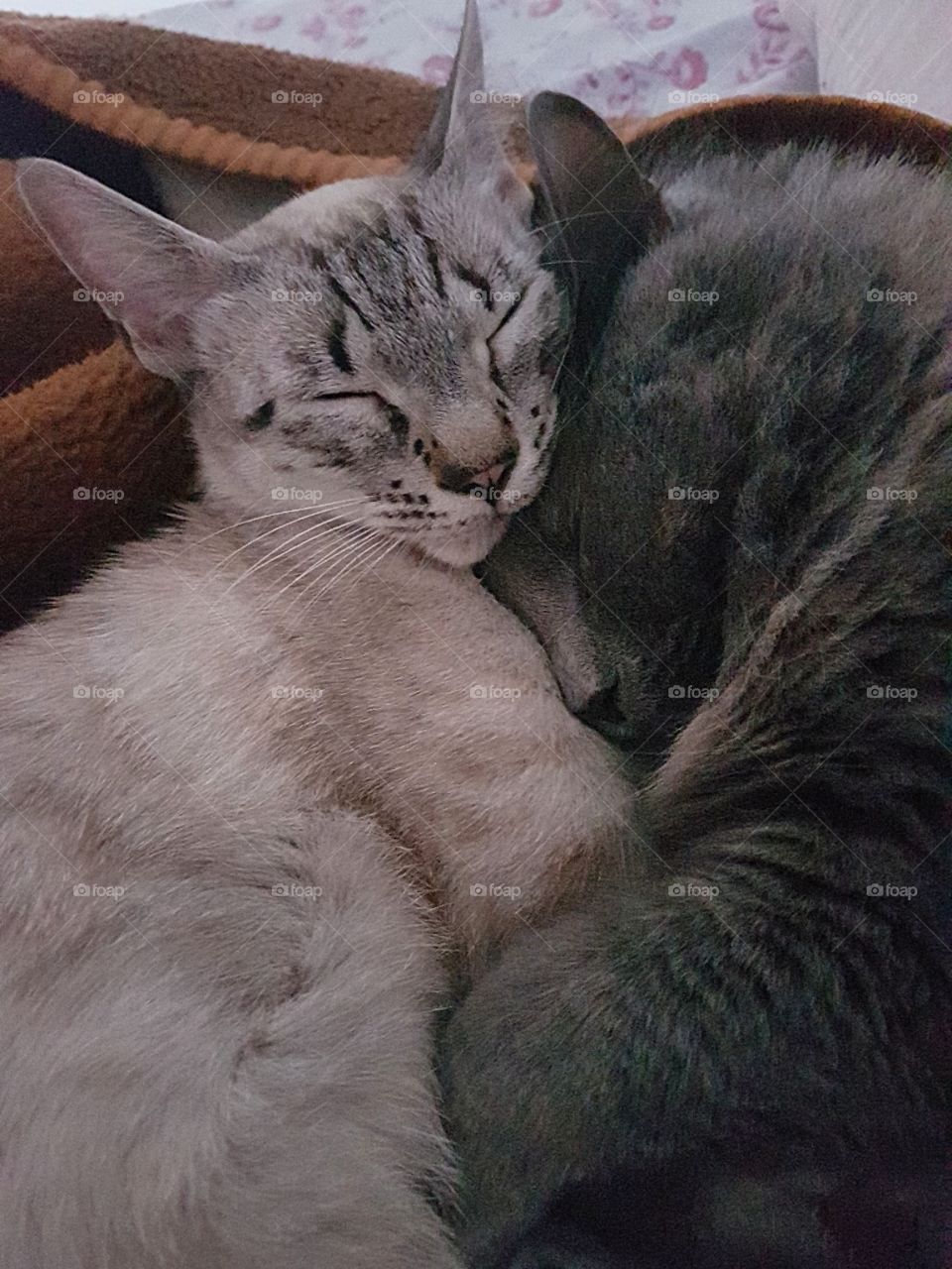 Mis gatas, adoptadas las dos, aunque son muy poderosas las dos se quieren mucho.😻❤