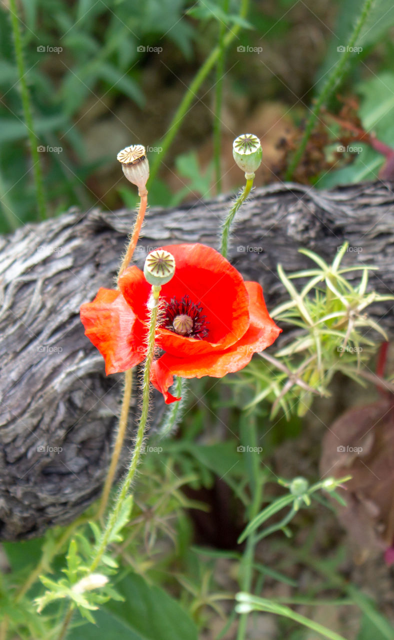 Flower of red wild blooming poppy with poppy heads on a picturesque background with a tree and plants