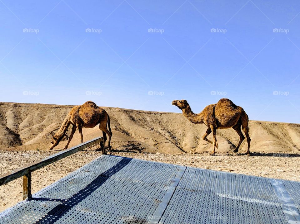 Camels encounter in the back on a 4x4 in the Judaean desert