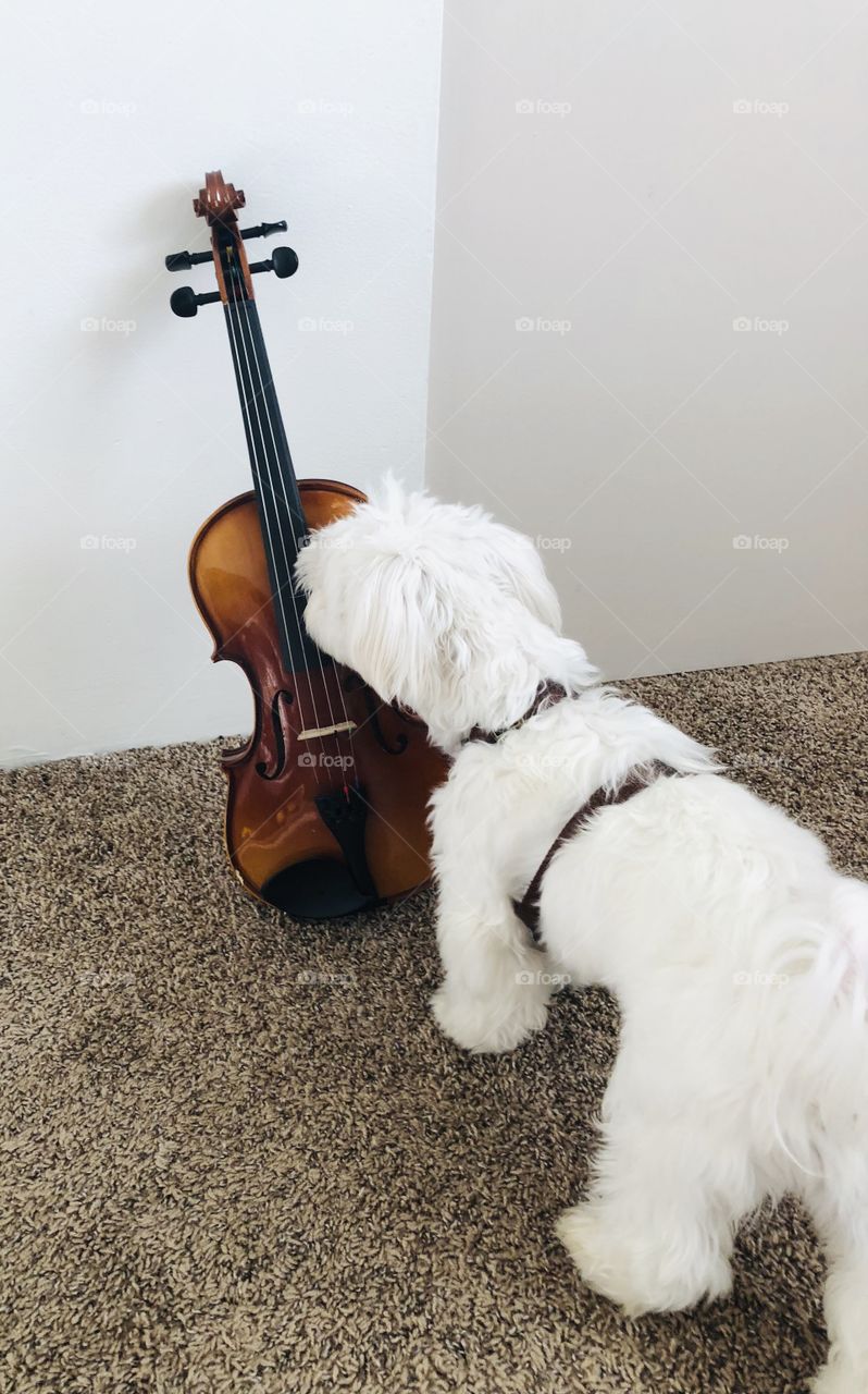 Pupper meeting violin 