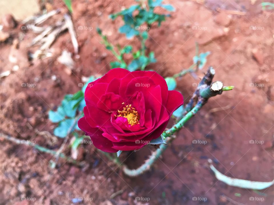 Amazing look of red rose 