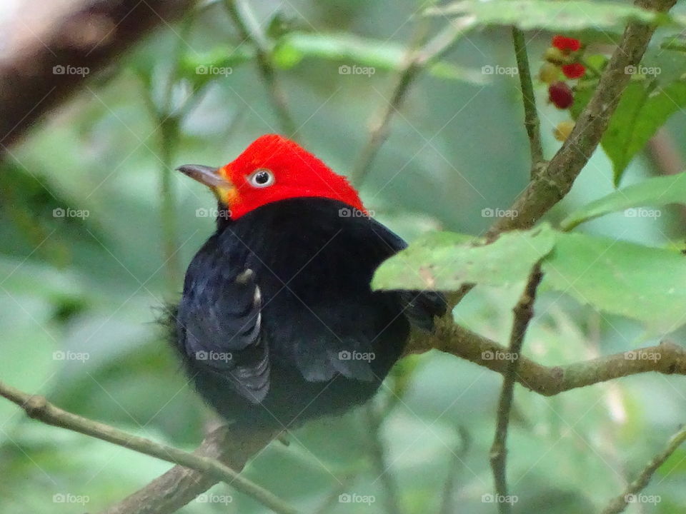 Red Capped Manakin 2 