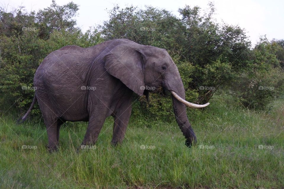 Elephant . Elephant 