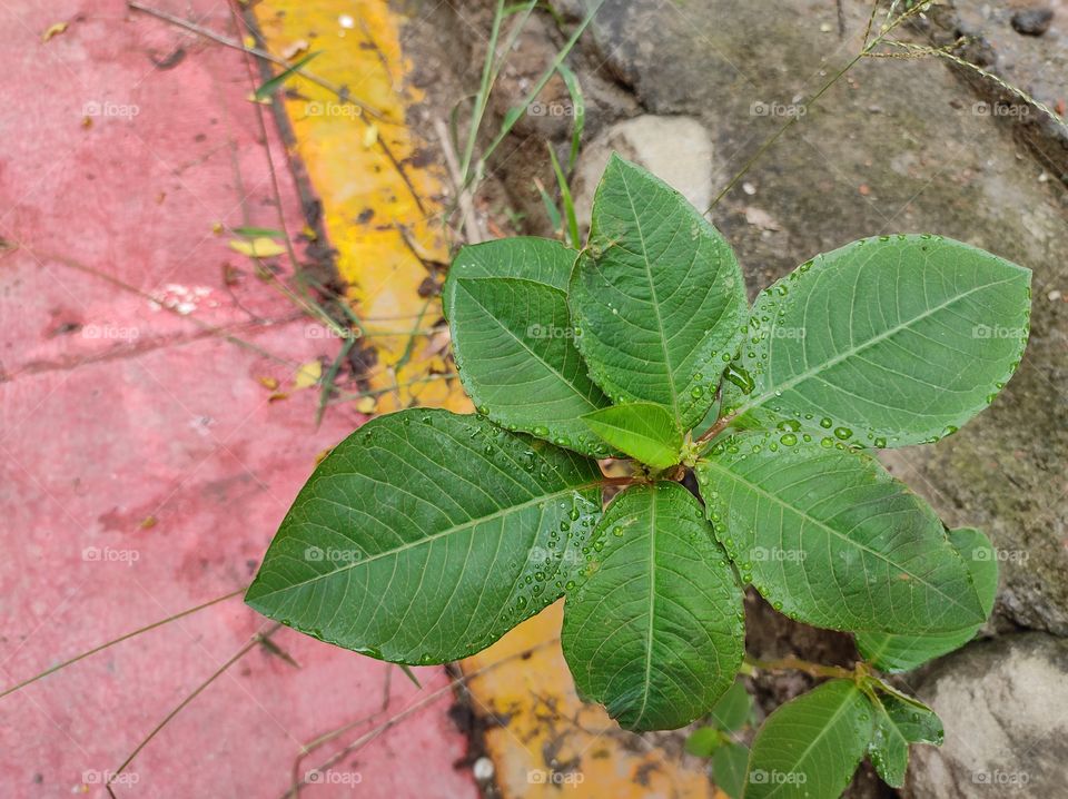 Rain water droplets on the leaves