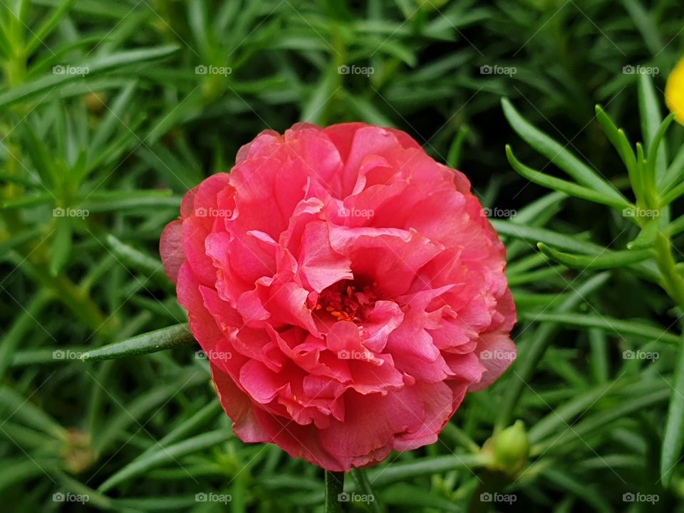 the Portulaca Grandiflora