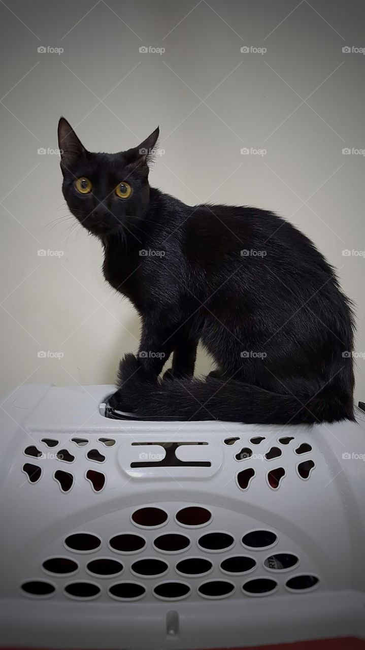 gato cat Blake preto