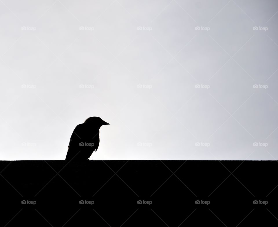 Jackdaw silhouette
