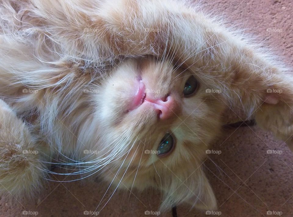 Little Ginger Kitten lying on the pavers looking up while the photograph was taken