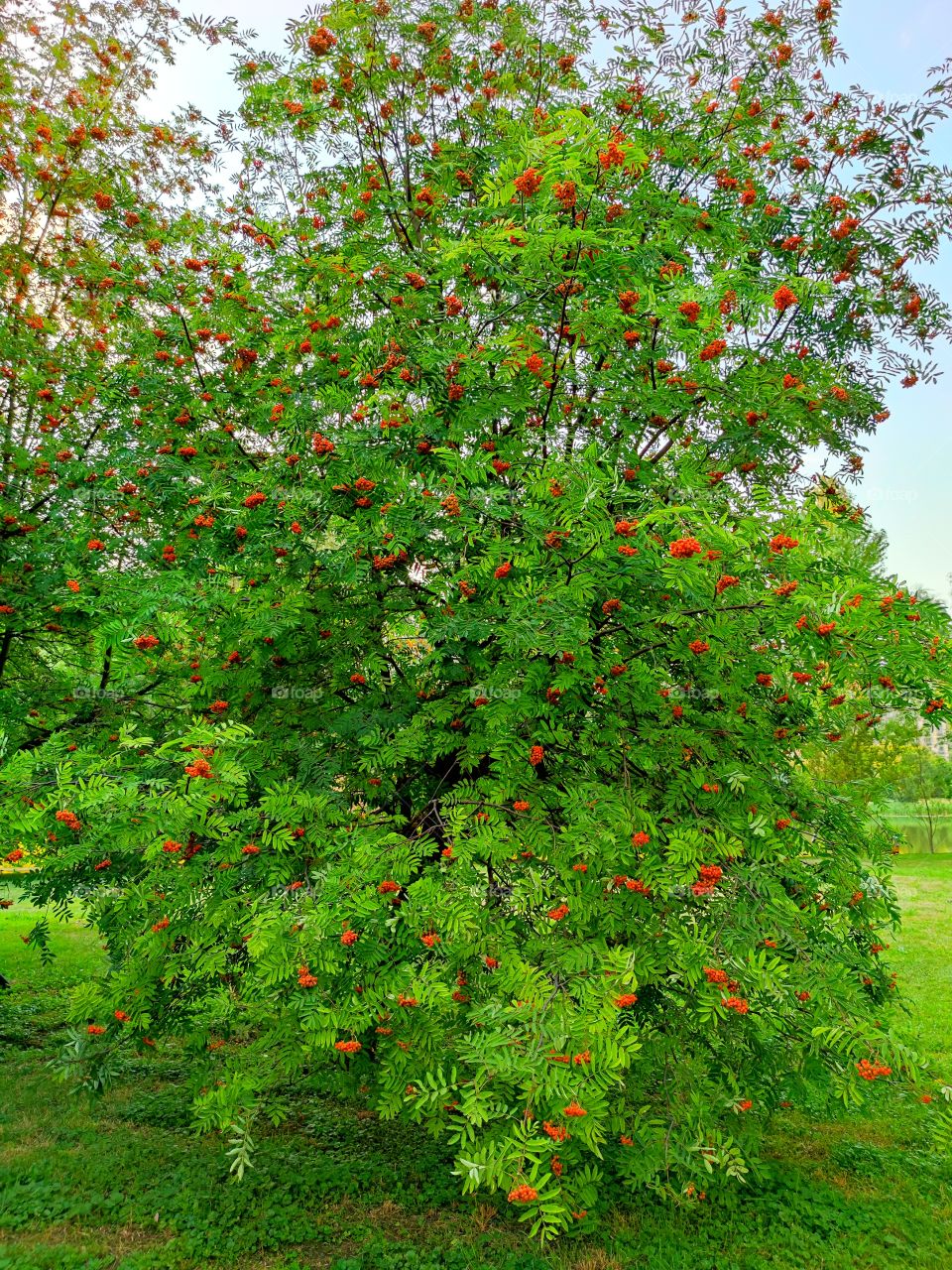 Rowan.  Red berries of rowan bunches