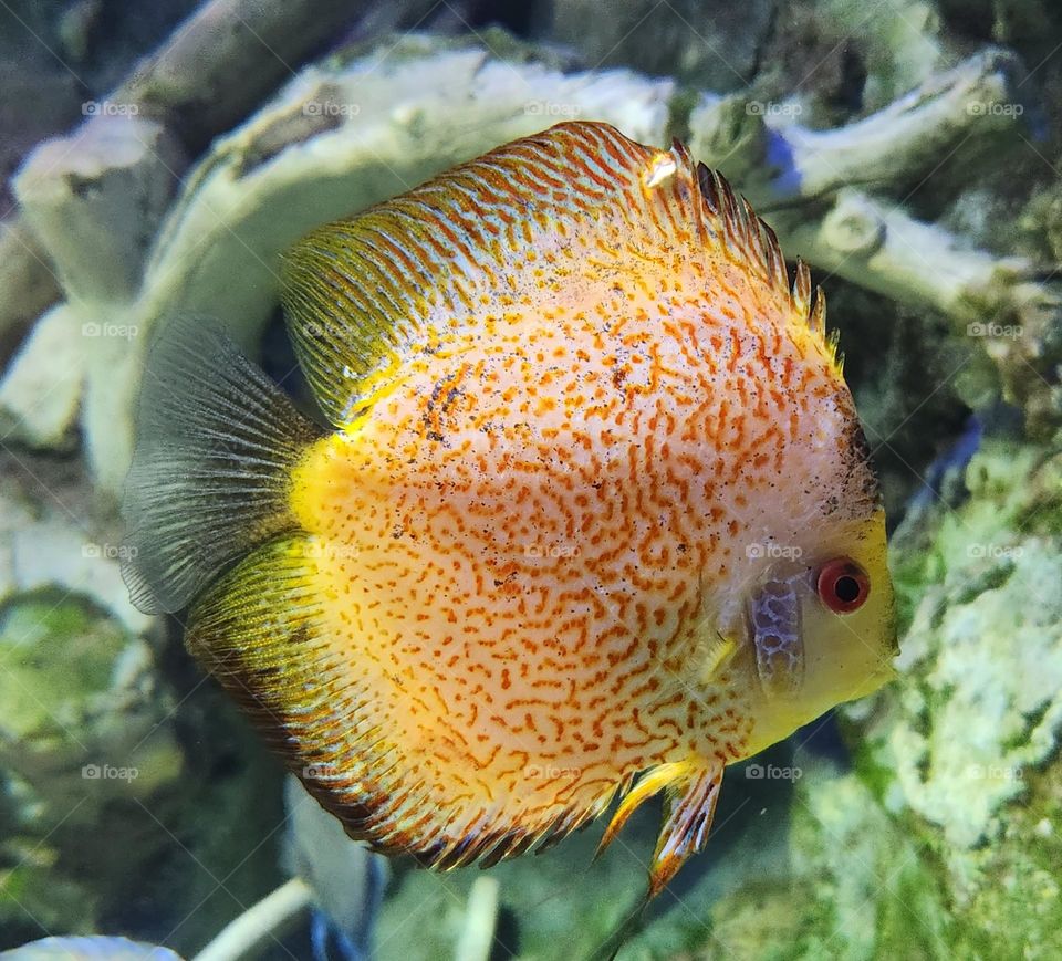 Yellow And Brown Speckled Fish