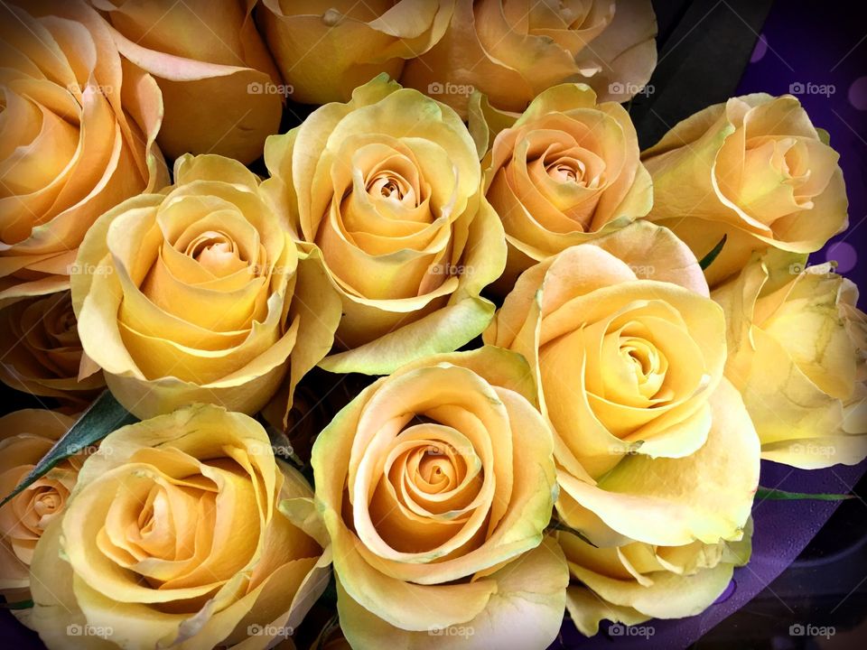 Yellow roses