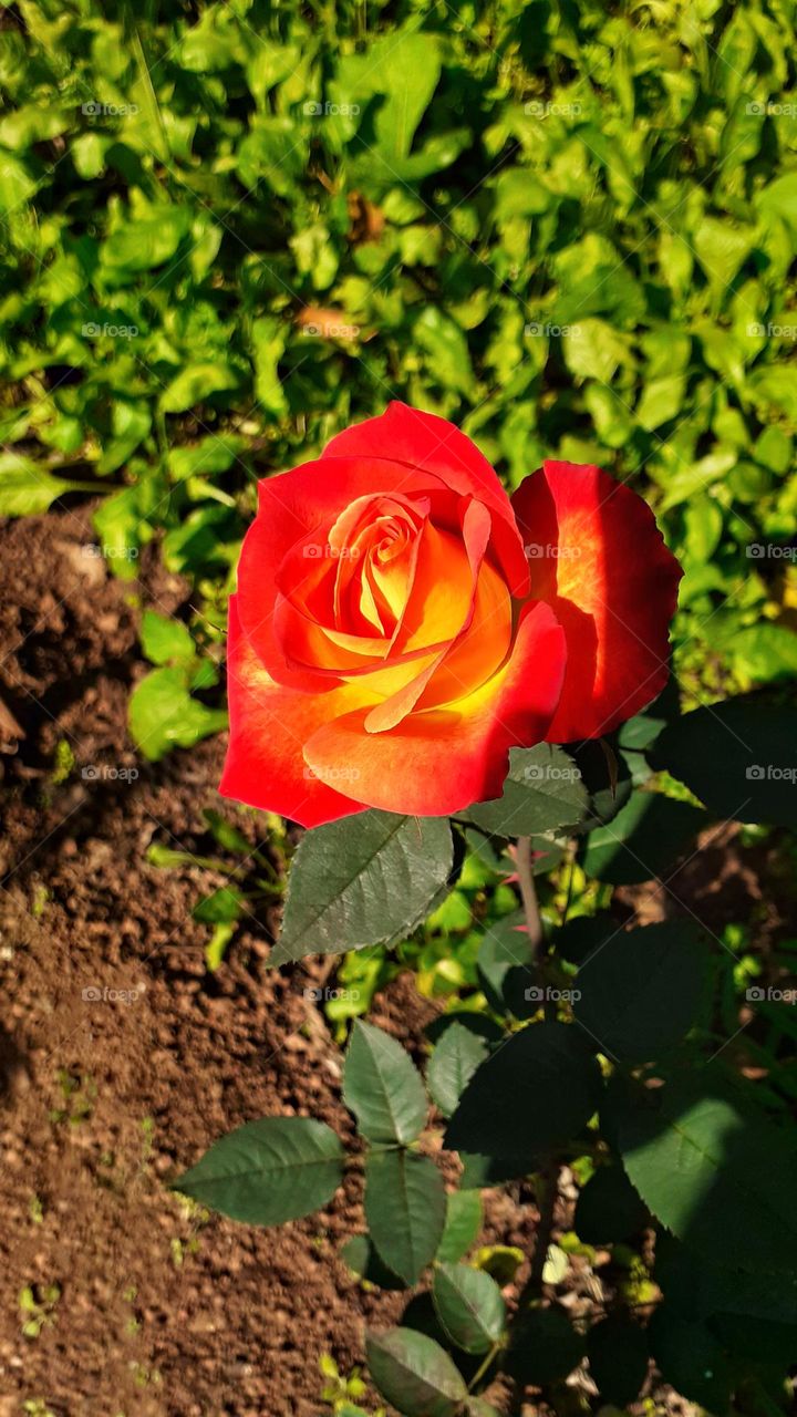 Both the colors indicate friendship 💛❤