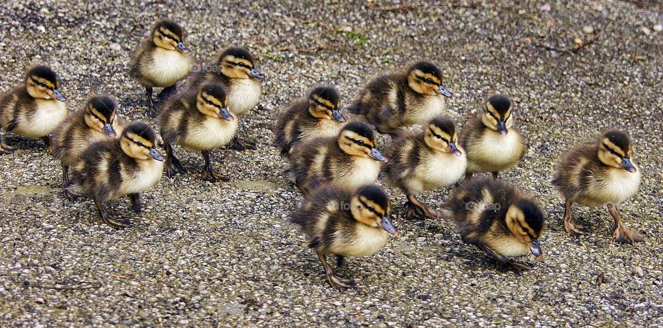 baby duck