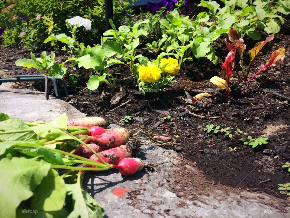 Vegetable garden 