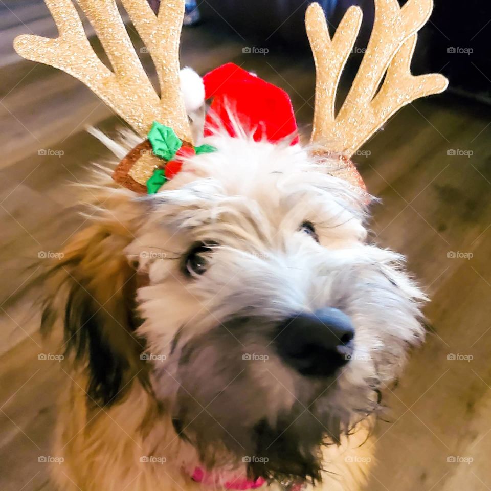 Our Wheaten Terrier puppy gets in the Christmas spirit with a pair of fuzzy antlers adorning her head