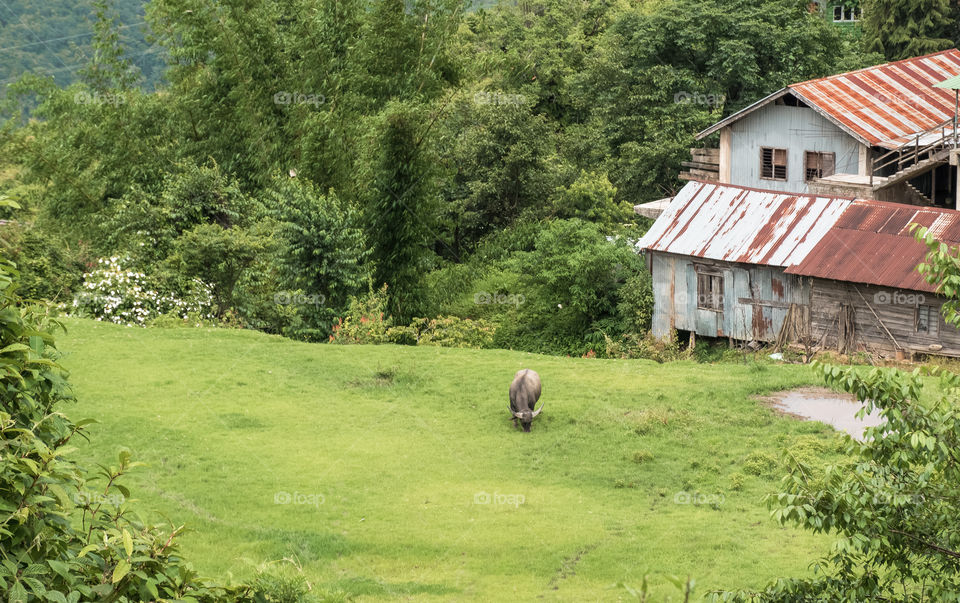 The calm and peaceful feeling of living in rural areas...