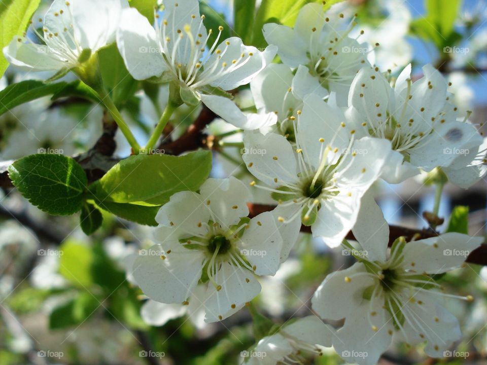 White flowers on a branch of a cherry tree in the sunlight. 