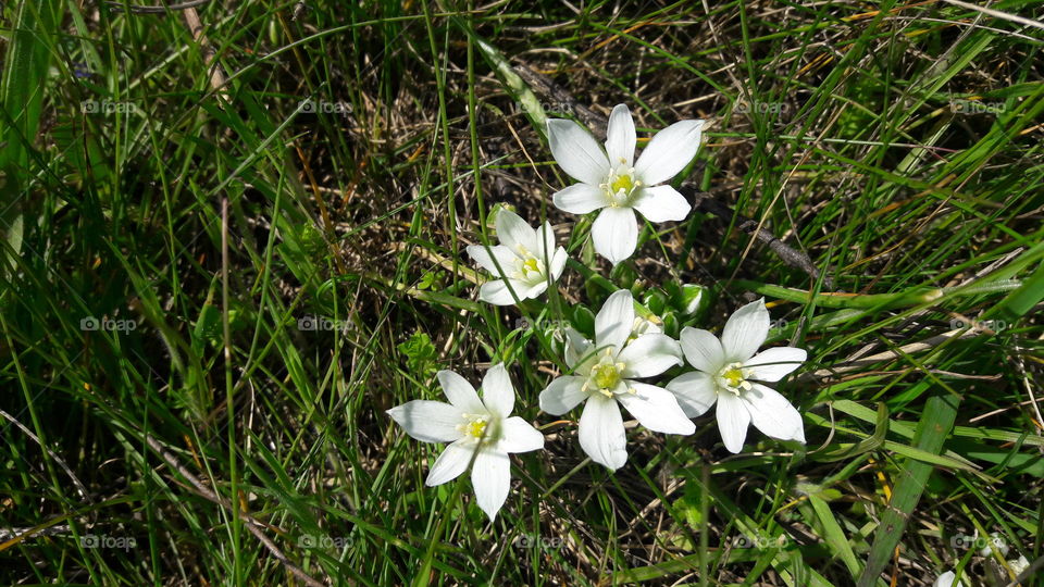 flowers