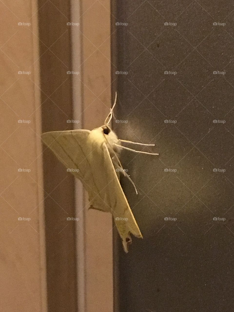 Km moth 