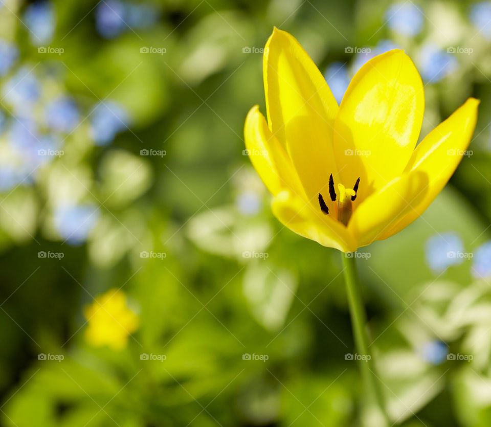 Close-up of yellow tulip