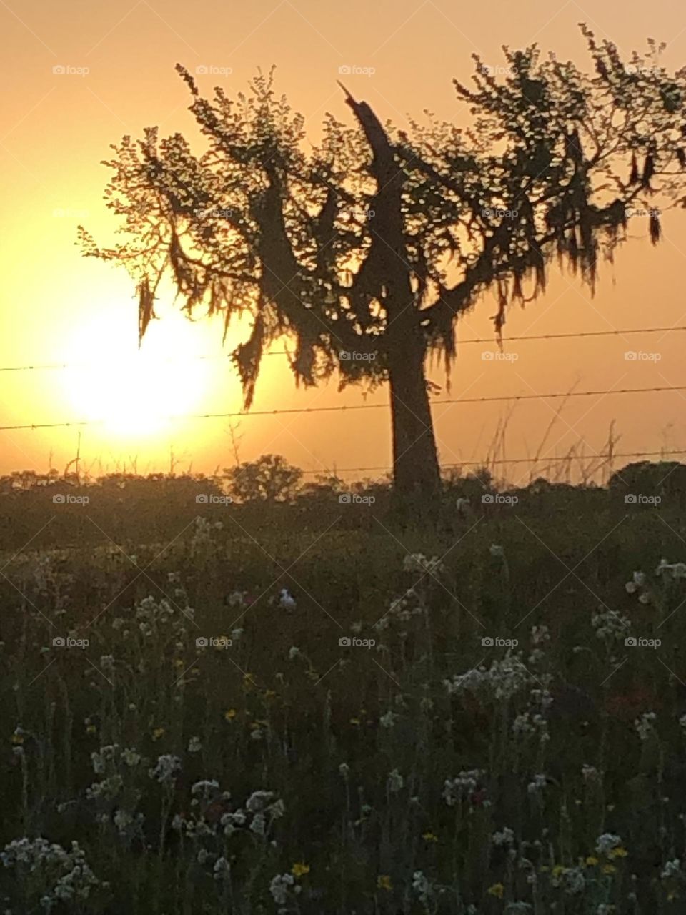 Another angle of the sunrise this morning. Love the wild flowers getting ready for the sun 🔆