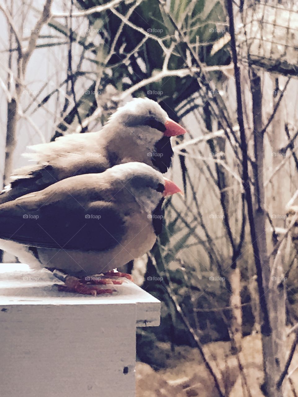 Bird friends 