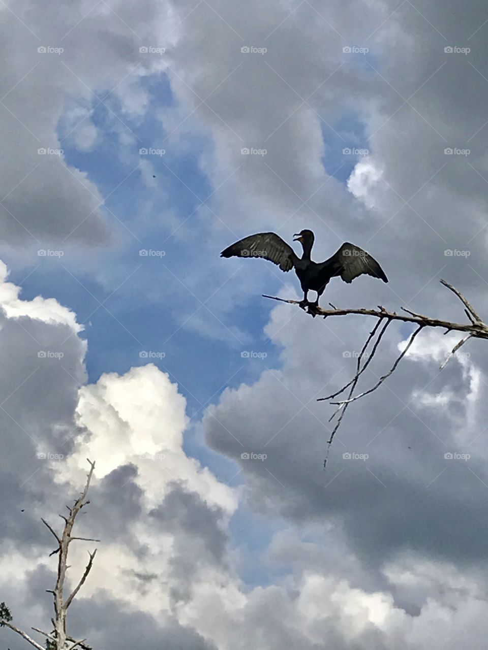 Lone Anhinga (bird) perched high above with only sky and clouds in view 