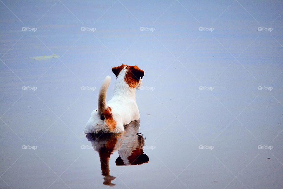 Dog in calm water