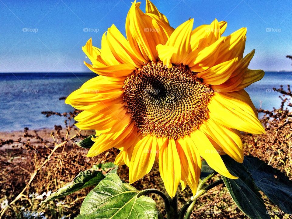 Close-up of sunflower