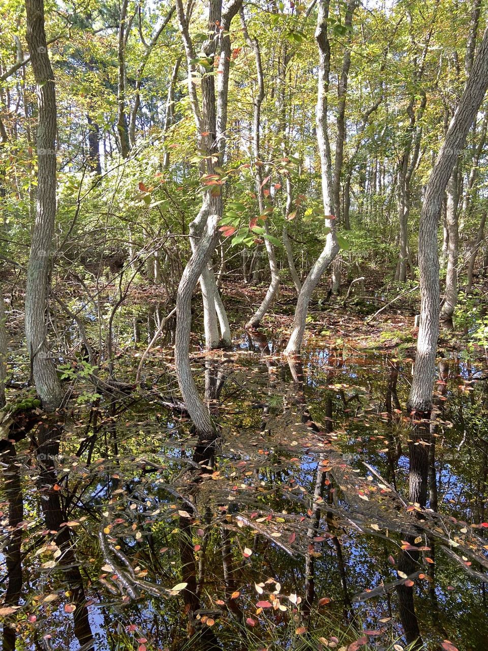 The maritime forest at Cattus Island County Park in Toms River, NJ. This was taken after a period of heavy rain. I had never seen so much water beneath the trees at the starting point of the walking trail, but I thought it looked beautiful. 