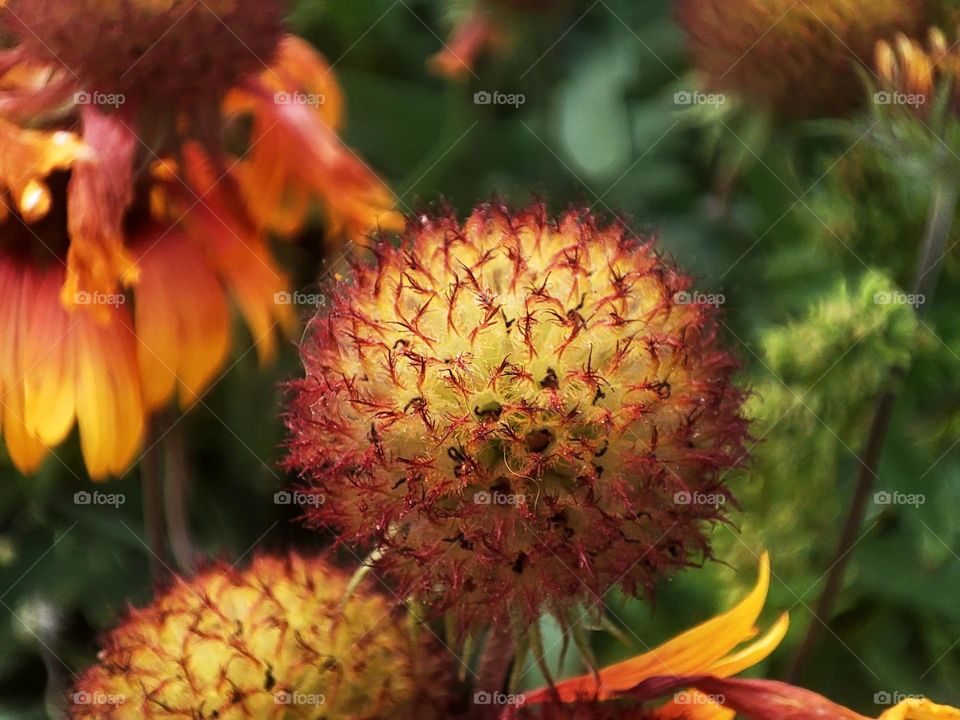 Macro photo of flower growing in the garden