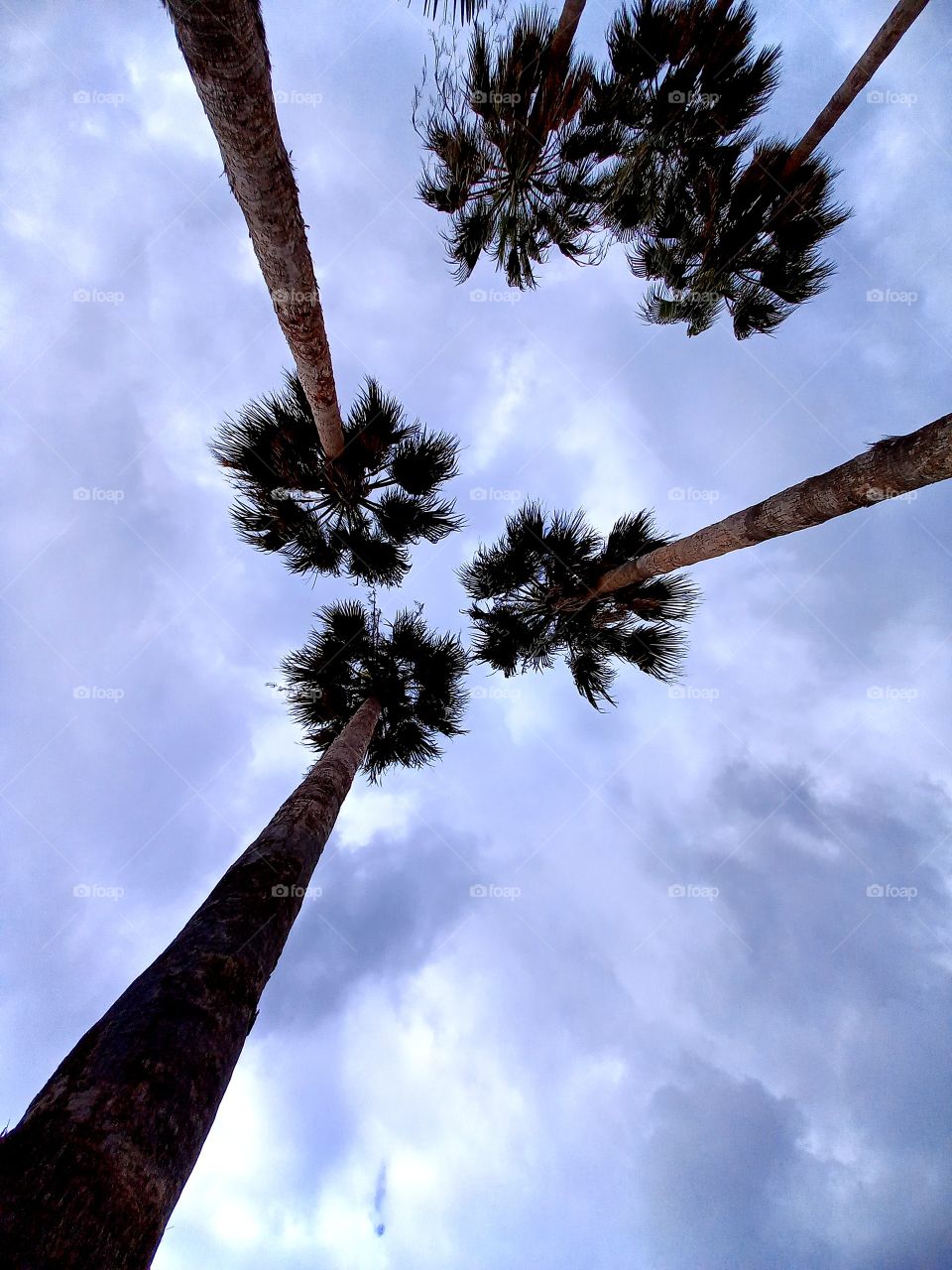 palms