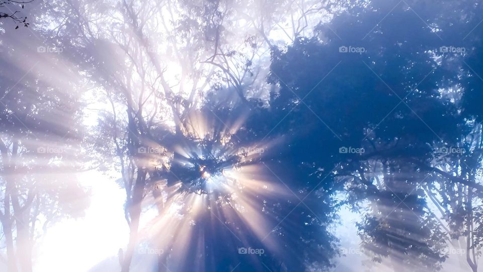 Sunbeams between trees
