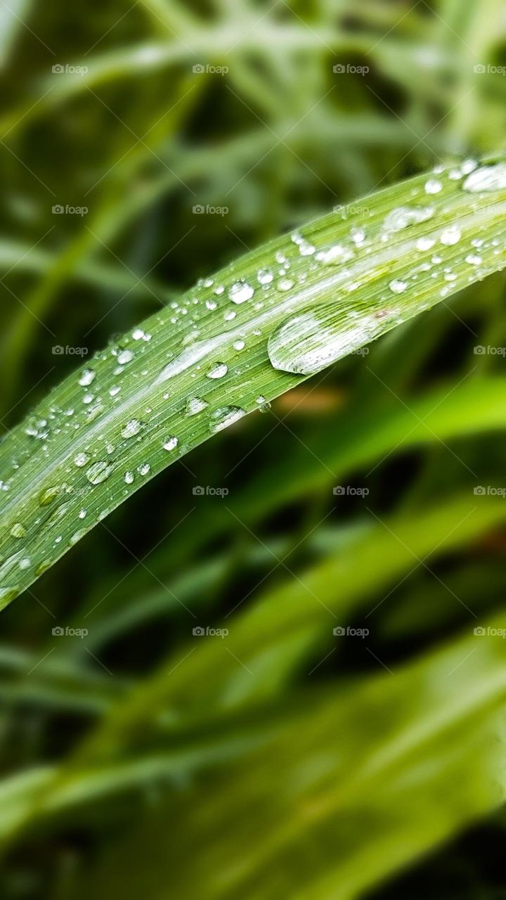 Evening Dew