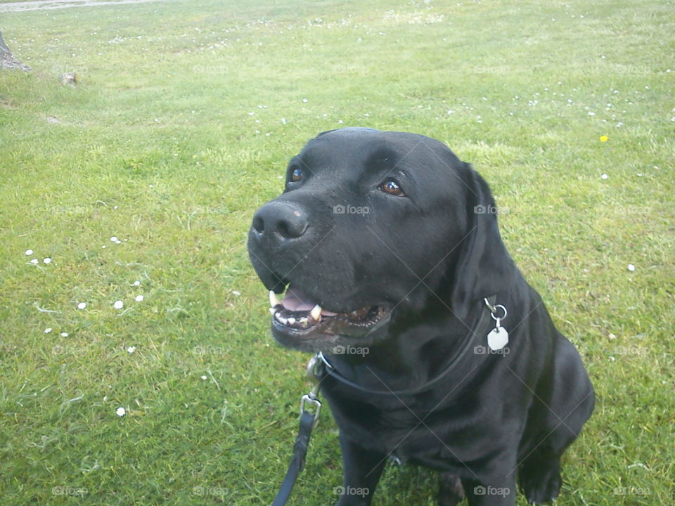 Smiling dog. My dearly departed labrador, named Hamlet
2004/30/01-2015/07/30
Forever loved, forever missed