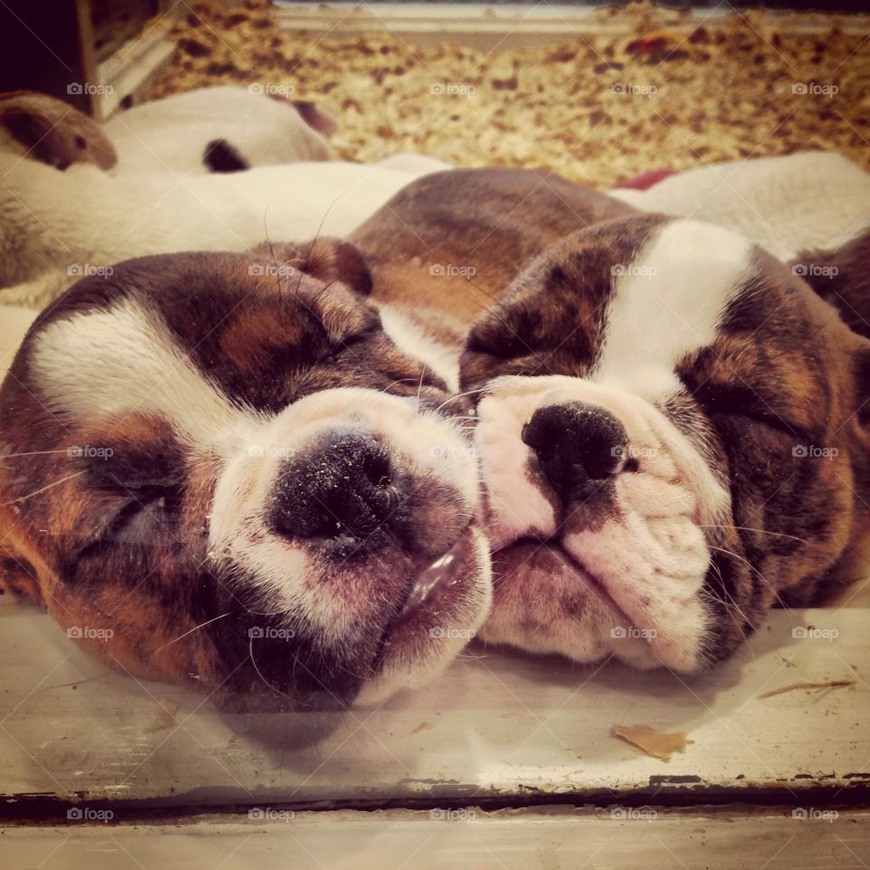 Puppies in the window at a pet store. 