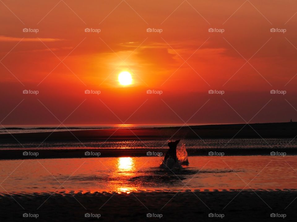 Beach sunset, with dog in water 