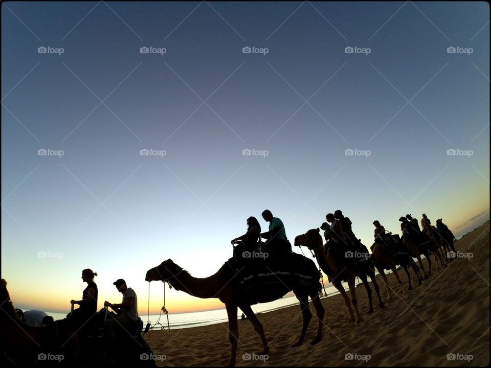 camel trip