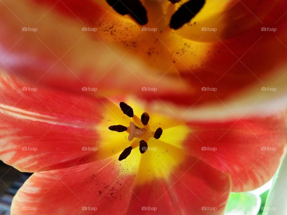Tulip
