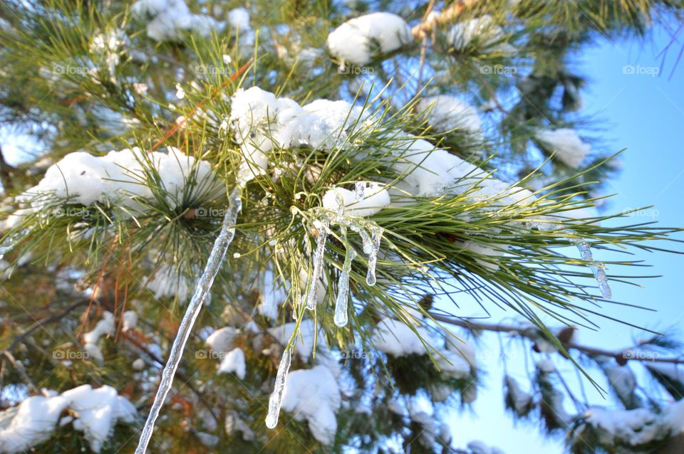 you can see how snow is melting on a pine branch and icicles are hanging melted by the spring sun against the background of a blue sky