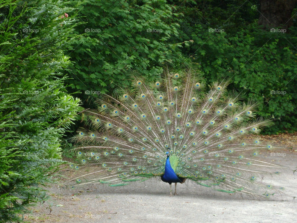 seattle tree zoo beautiful by jifkak