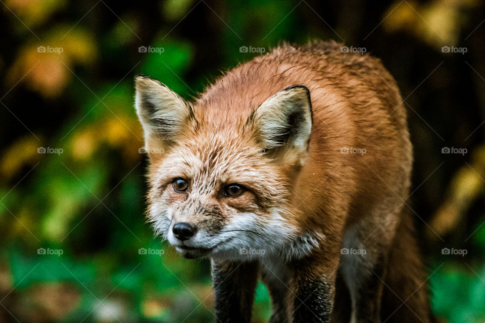 Red fox 