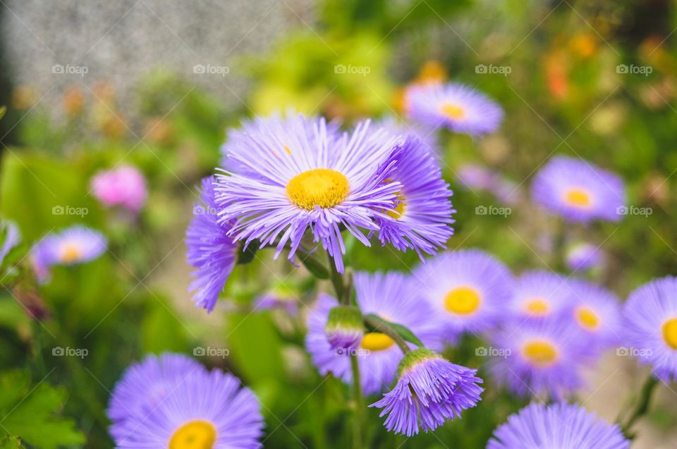 Purple daisies