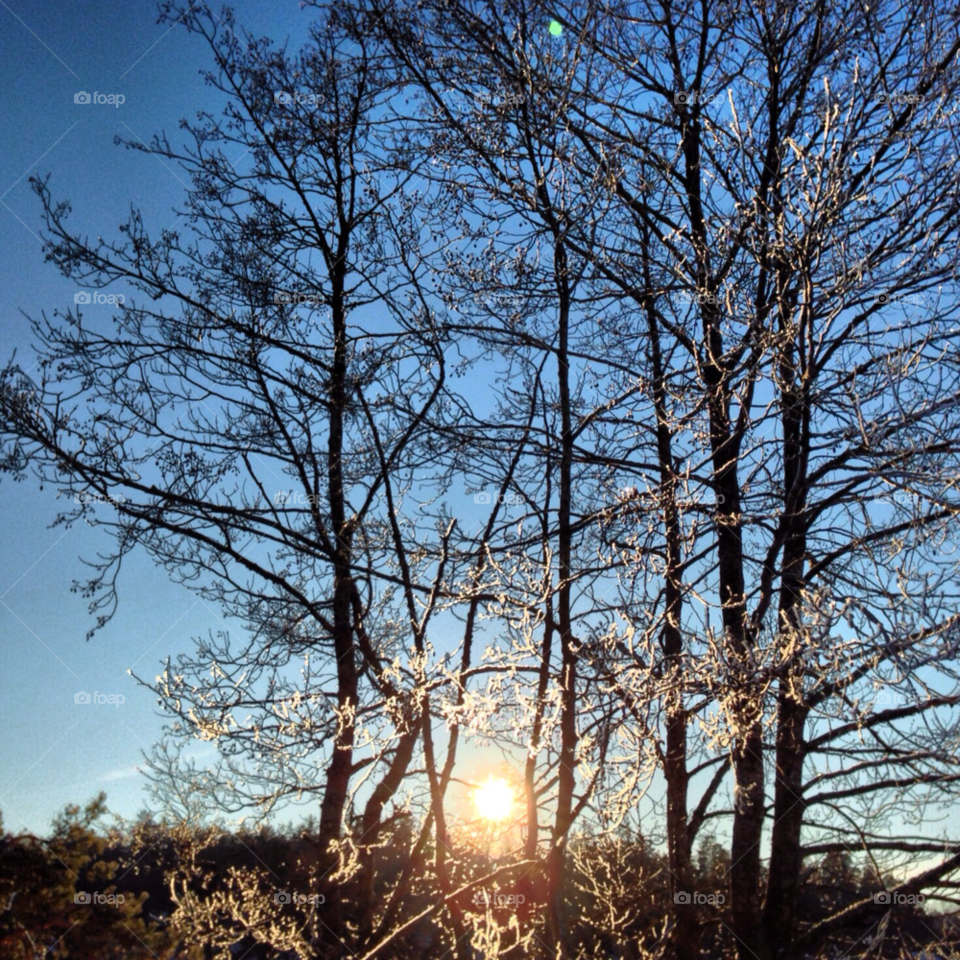 sol träd snö vinter by attefall