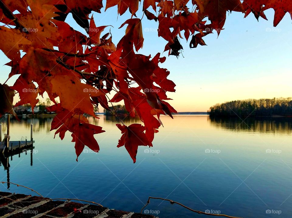 red fall leaves with l