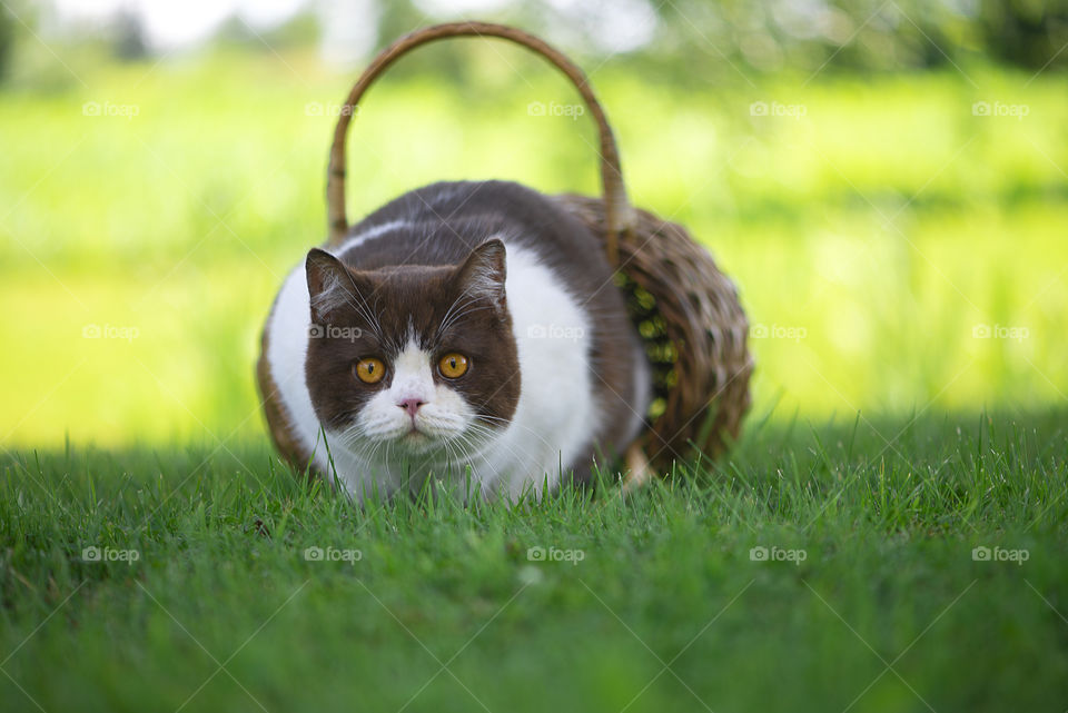 British shorthair cat