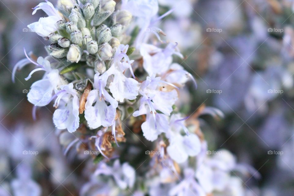 Small lavender-coloured buds