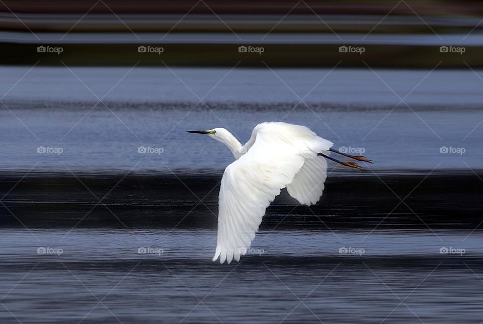 white heron