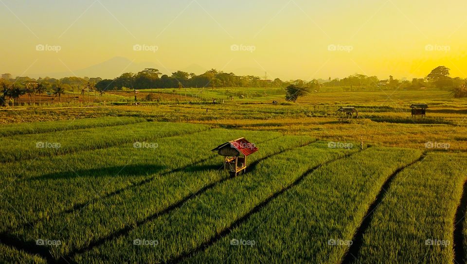 Rice field in canggu village bali, with an amazing Sunrise